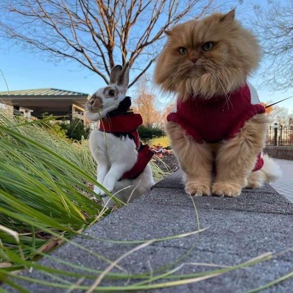 HANDCRAFTED Color high quality photographic print of a cat and bunny NWT by me - Picture 1 of 10